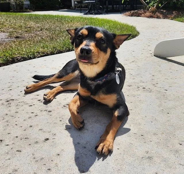 A young small-sized female Miniature Pinscher dog named Cricket for adoption in Willingboro, NJ