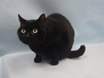 A senior small-sized male Domestic Short Hair cat named Onyx for adoption in Coon Rapids, MN