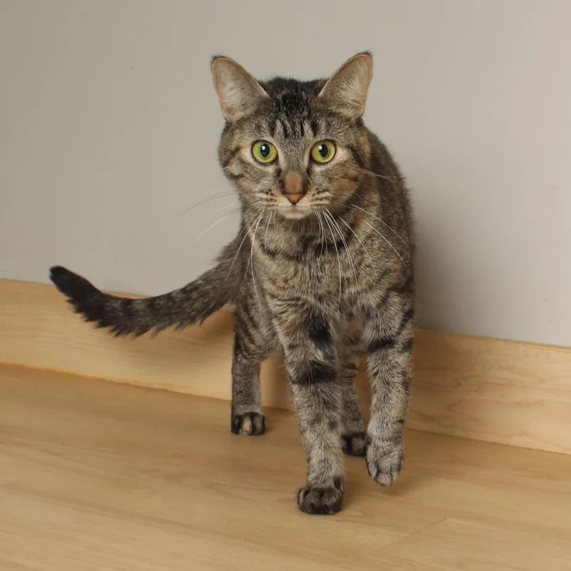 Royalty C thumbnail 3