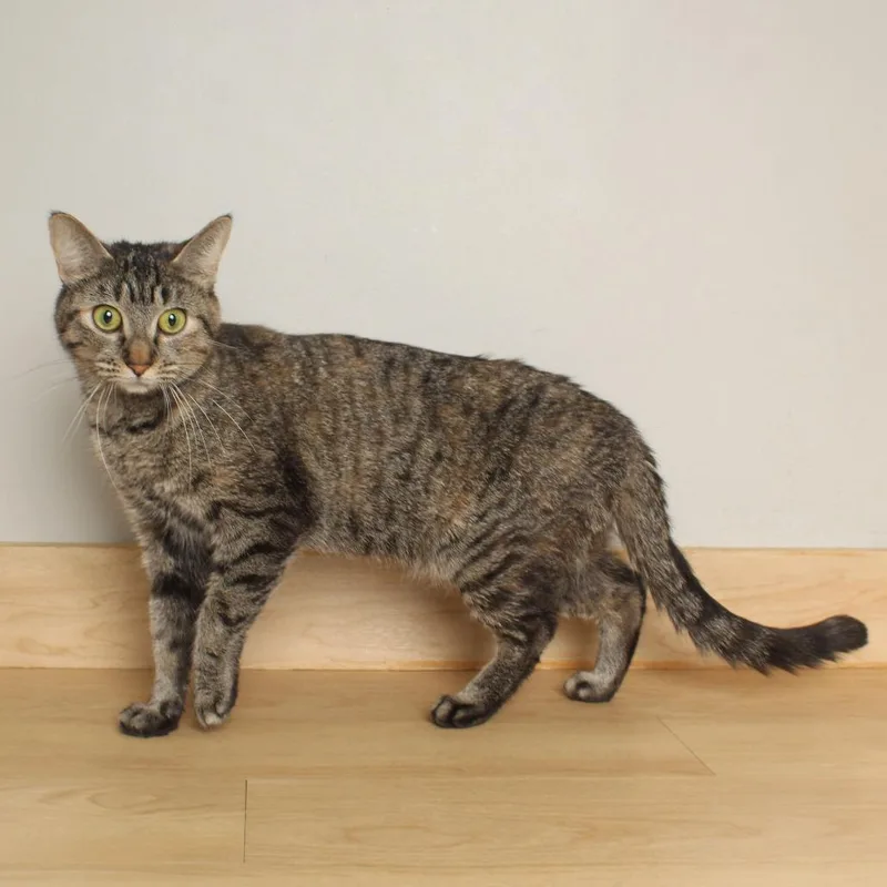 Royalty C thumbnail 4