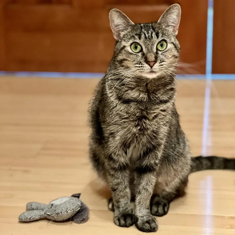 Royalty C thumbnail 6