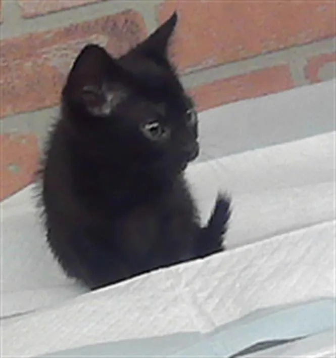 A baby small-sized female Domestic Short Hair cat named Double for adoption in Houston, TX