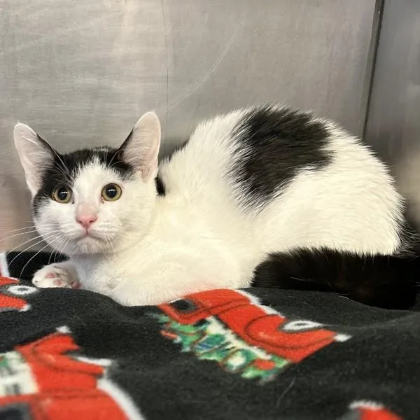 A baby small-sized female Domestic Short Hair cat named Baby Spice for adoption in Oakland, CA