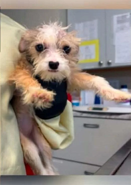 A baby small-sized female Terrier dog named Hoppity for adoption in Newport, KY
