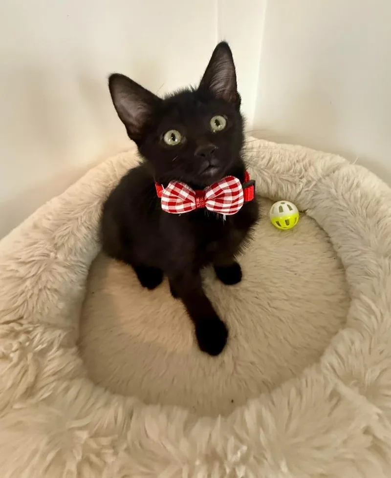 A baby medium-sized female Domestic Short Hair cat named Ramona for adoption in Salt Lake City, UT