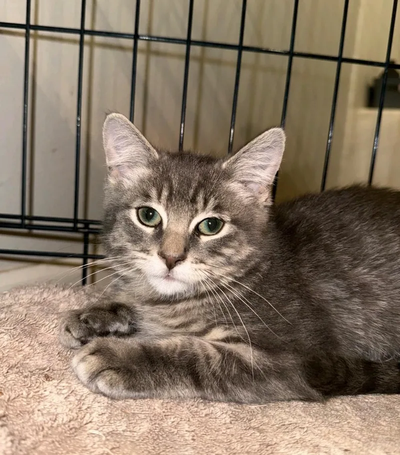 A baby medium-sized male Domestic Medium Hair cat named Salem for adoption in Reno, NV