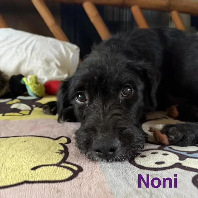 Noni