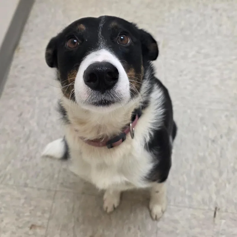 An adult medium-sized female Black Australian Cattle Dog / Blue Heeler dog named Mora for adoption in Chatham, VA