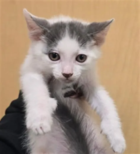 A baby small-sized male Domestic Short Hair cat named Cannellini for adoption in Riverside, CA