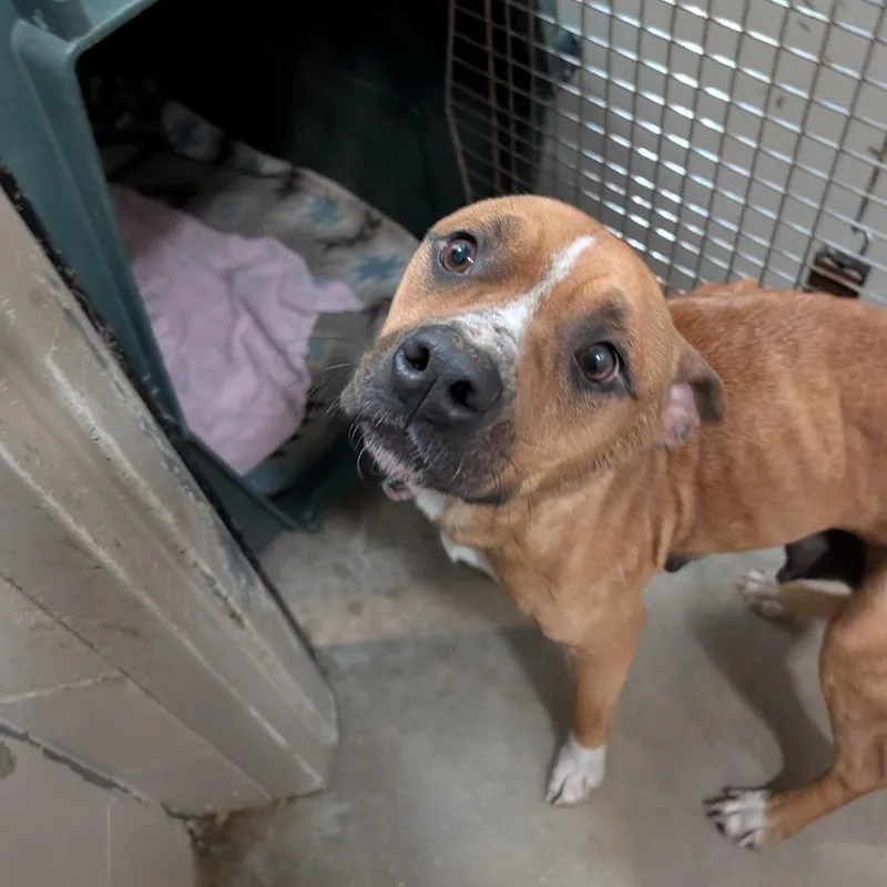 An adult medium-sized female Yellow / Tan / Blond / Fawn Terrier dog named Abby Cadabby for adoption in Jasper, IN