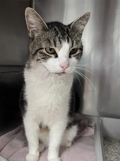 An adult medium-sized female Domestic Short Hair cat named Missy for adoption in Houston, TX