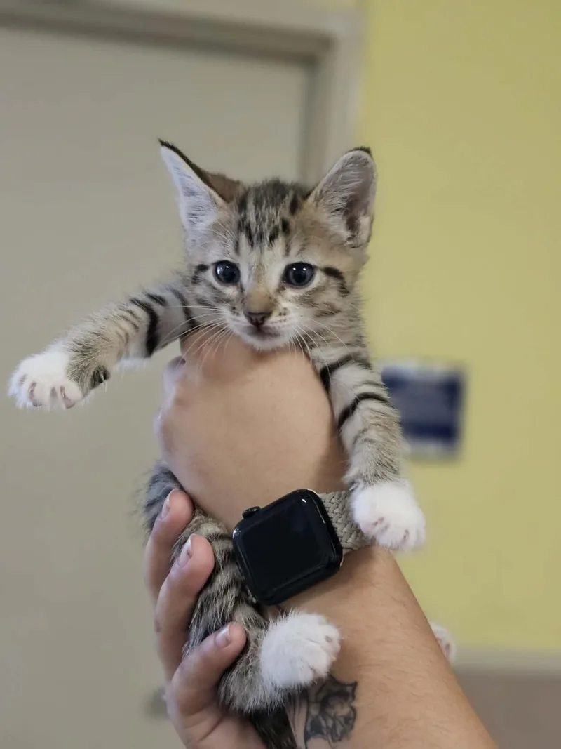 A baby small-sized female Domestic Short Hair cat named Firefly for adoption in Rockwall, TX