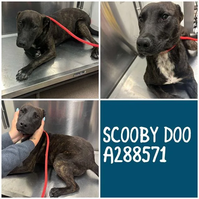 Scooby Doo