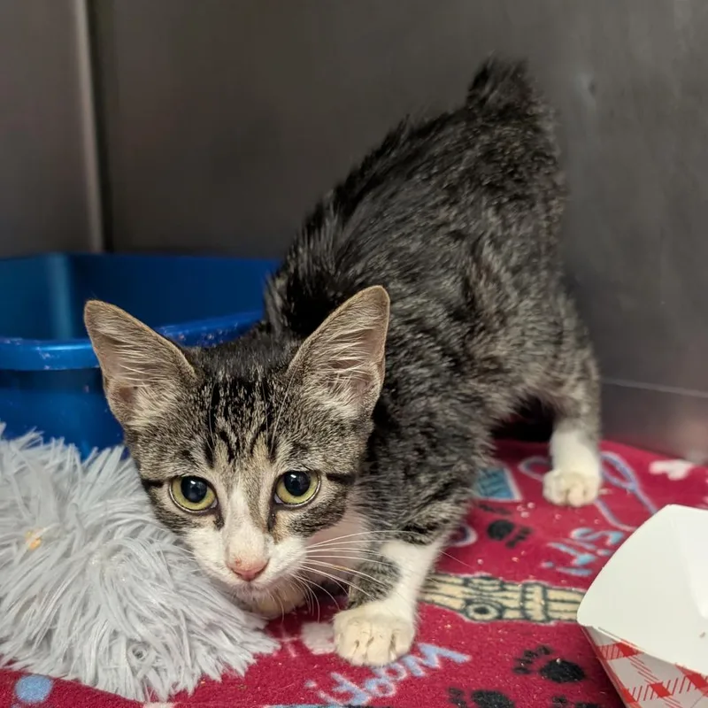A baby small-sized female Brown / Chocolate Domestic Short Hair cat named Strawberry Daiquiri for adoption in Titusville, FL