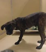 An adult large-sized male Brindle Bullmastiff dog named Jafar for adoption in Dodgeville, WI