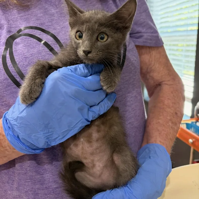 A baby small-sized male Gray / Blue / Silver Domestic Short Hair cat named Quagmire for adoption in Lake Jackson, TX