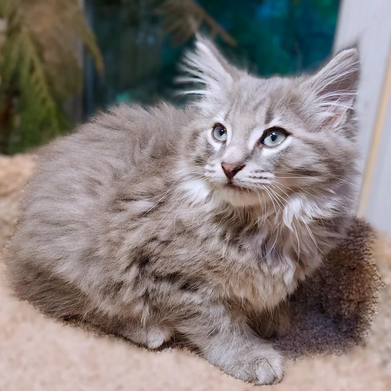 A baby large-sized male Maine Coon cat named Mister Warlock Fluffy for adoption in Danbury, CT