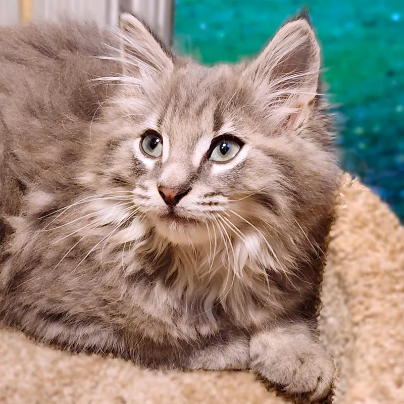 Mister Warlock  Fluffy thumbnail 3