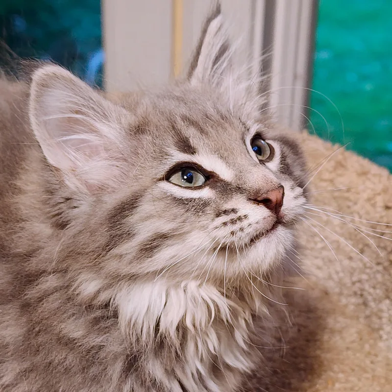 Mister Warlock  Fluffy thumbnail 4
