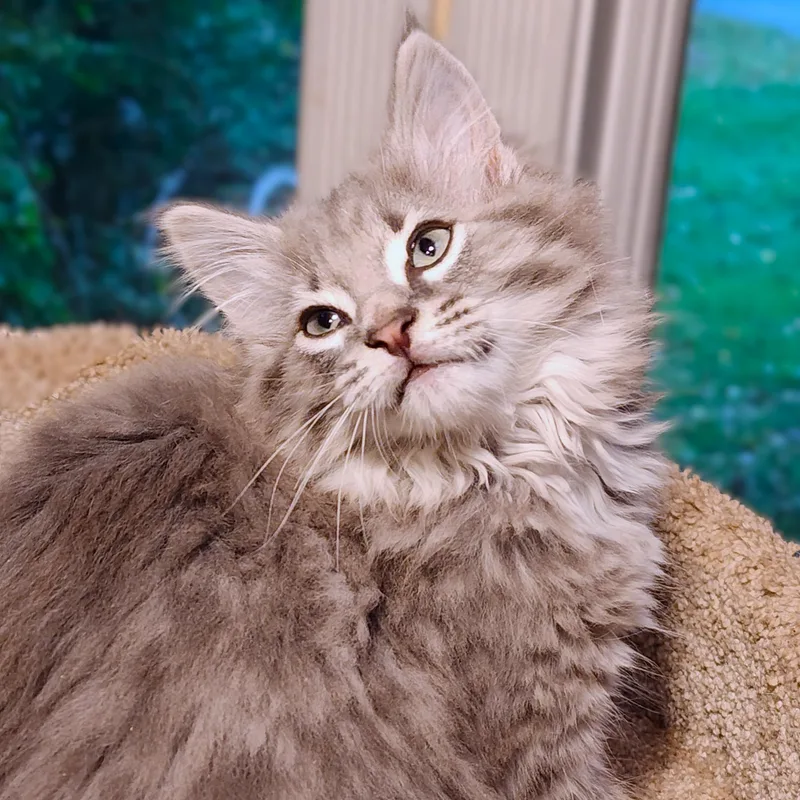 Mister Warlock  Fluffy thumbnail 5