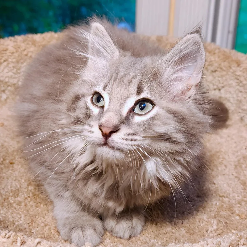 Mister Warlock  Fluffy thumbnail 6