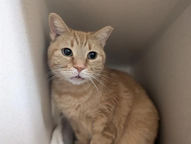 A senior small-sized female Domestic Short Hair cat named Flan for adoption in Denver, CO