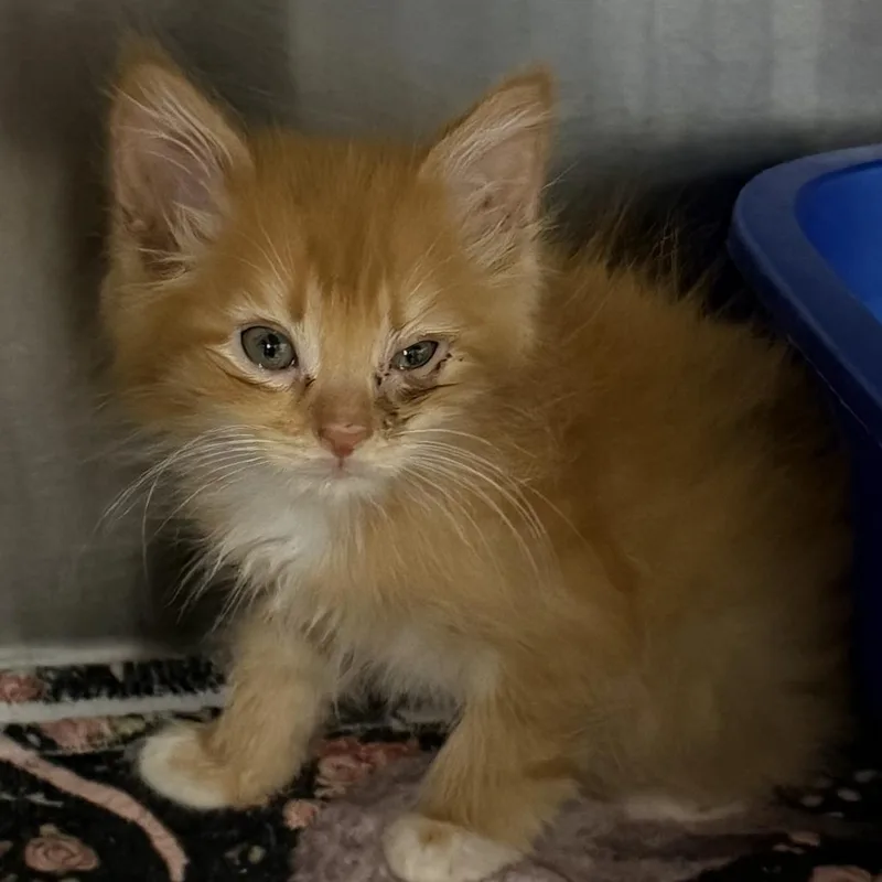 A baby small-sized male Orange / Red Domestic Medium Hair cat named Frito for adoption in Marion, VA