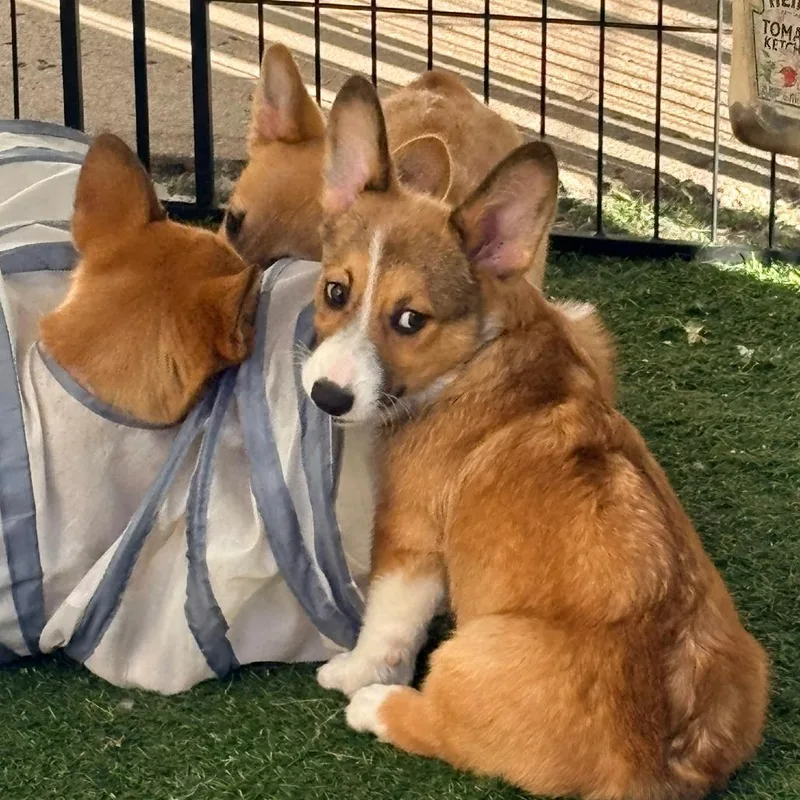 A baby small-sized male Yellow / Tan / Blond / Fawn Corgi dog named Itchita for adoption in Ada, MN