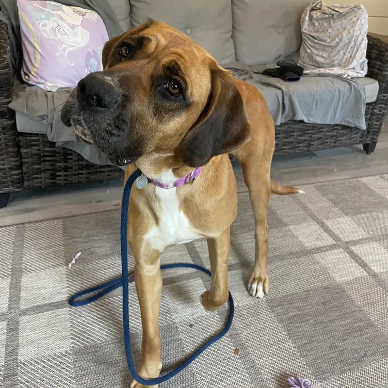 Molasses thumbnail 2