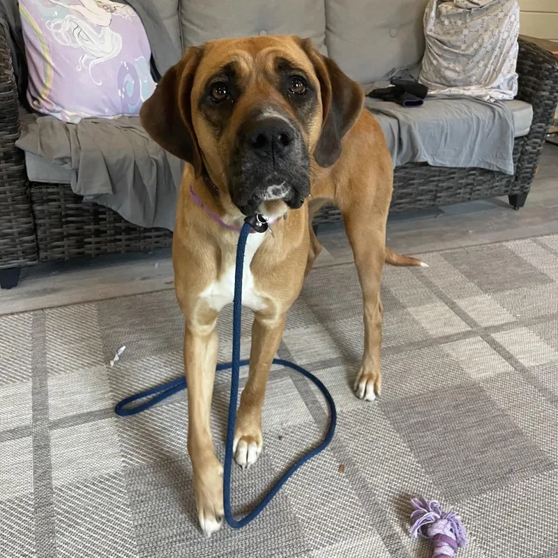 Molasses thumbnail 4