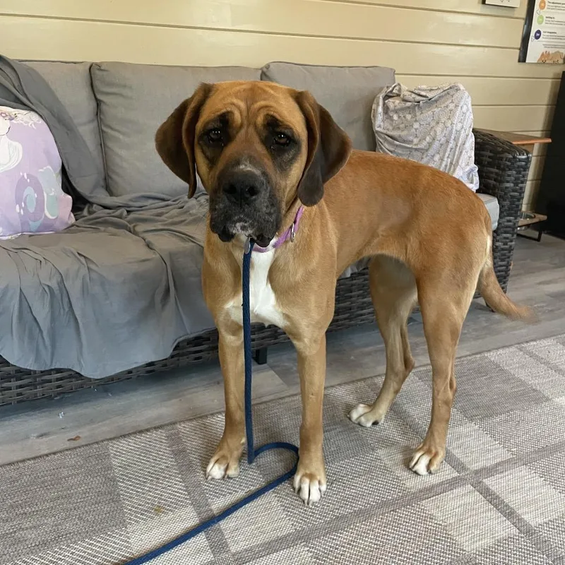 Molasses thumbnail 6