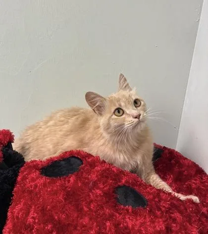 A young medium-sized female Domestic Long Hair cat named Dustie for adoption in Picayune, MS
