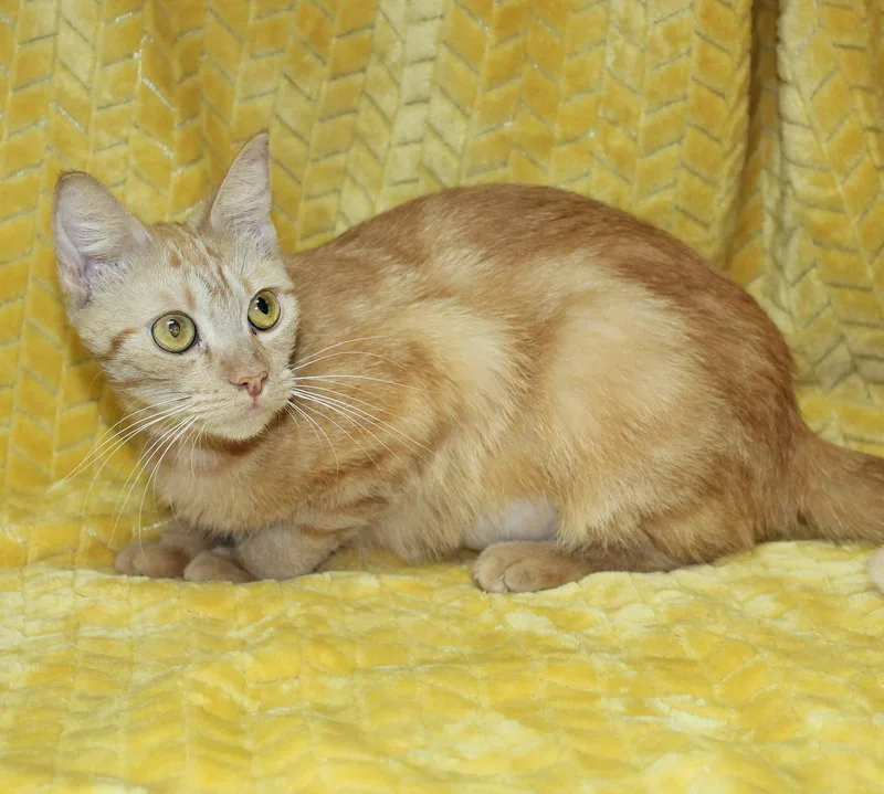 A young medium-sized female Orange / Red Domestic Short Hair cat named Betty for adoption in Prattville, AL