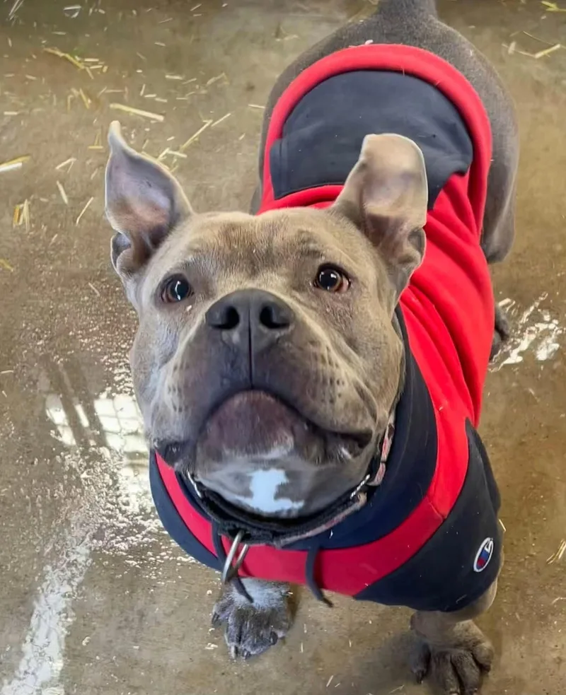 An adult medium-sized female American Bully dog named Shorty for adoption in Tyler, TX