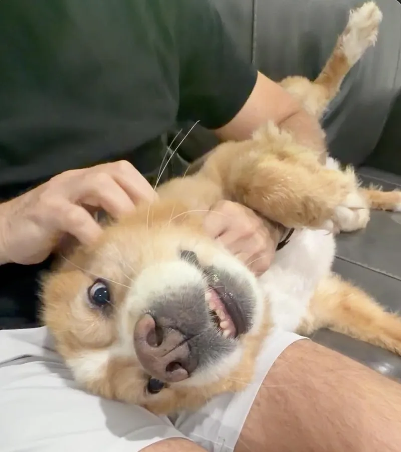 Sulley thumbnail 5
