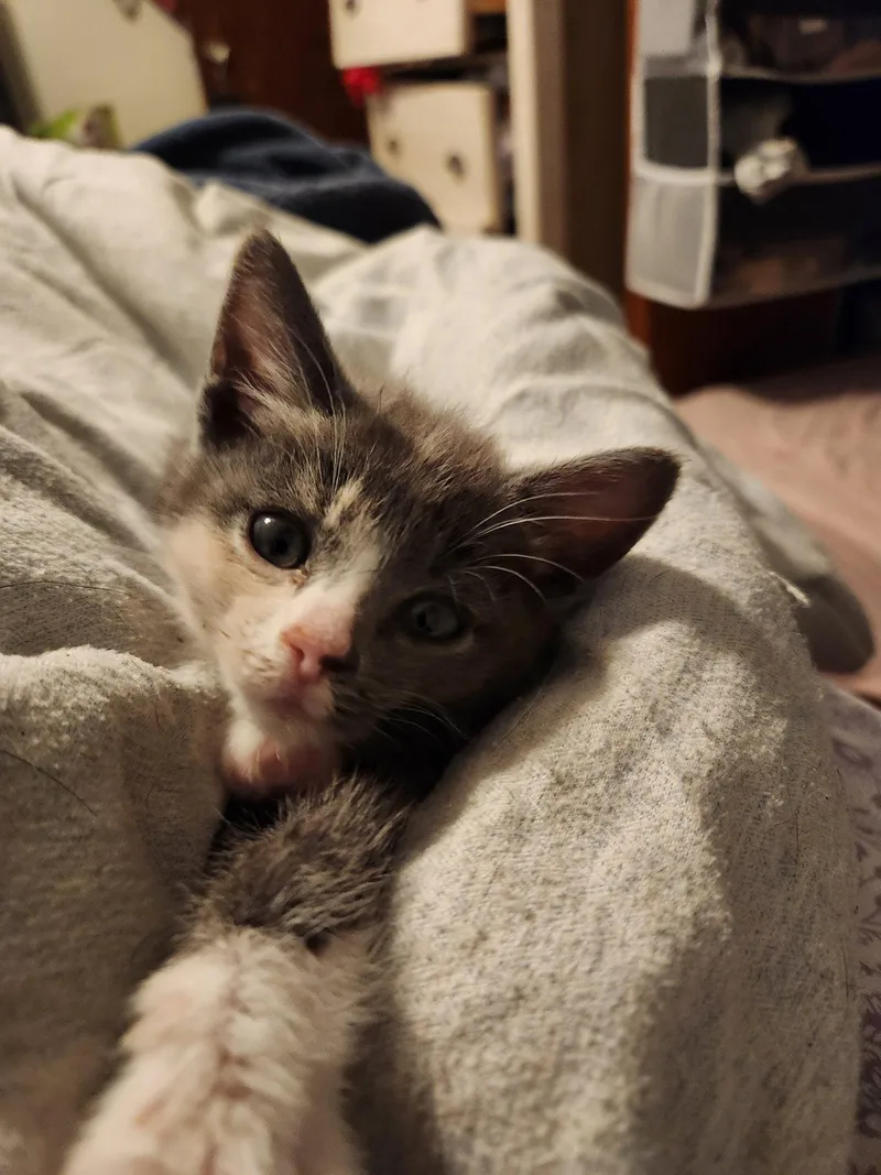 A baby medium-sized female Domestic Short Hair cat named Windex for adoption in Wheaton, IL