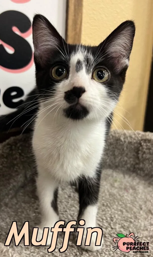 A baby medium-sized female Domestic Short Hair cat named Muffin for adoption in Douglasville, GA
