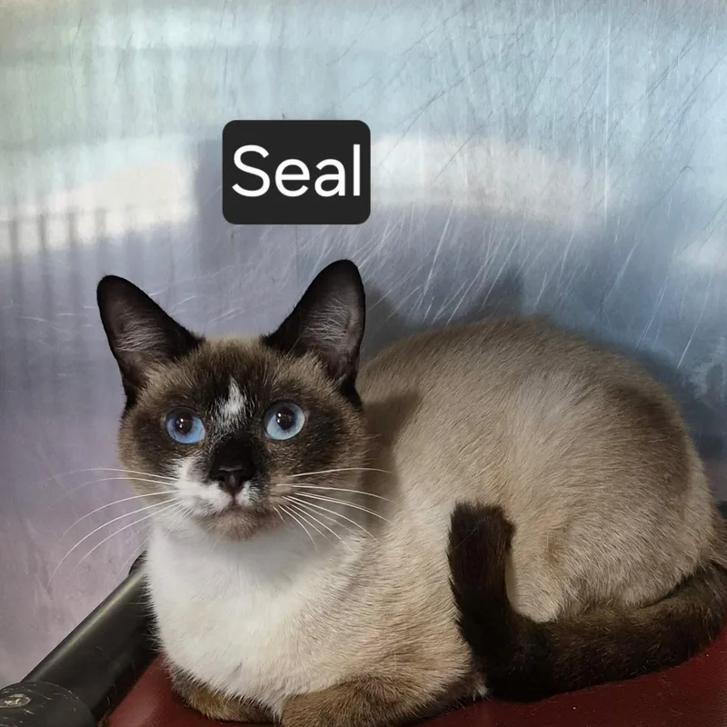 A young medium-sized female Seal Point Domestic Short Hair cat named Seal for adoption in SNOW HILL, NC