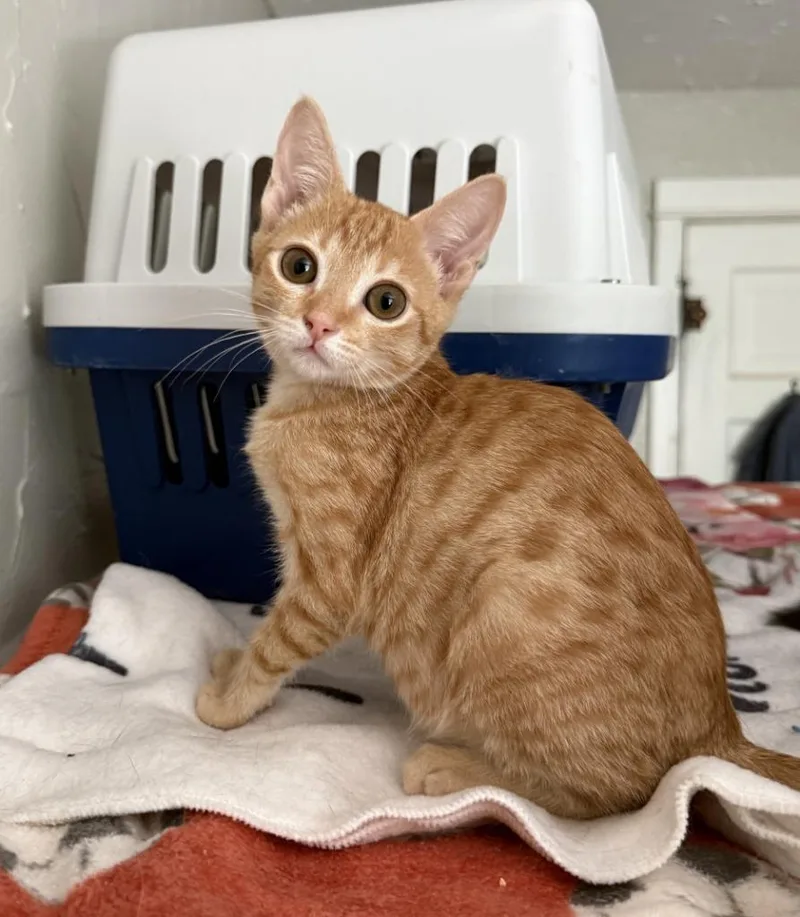 A baby small-sized female Domestic Short Hair cat named Tiki for adoption in Lemoore, CA