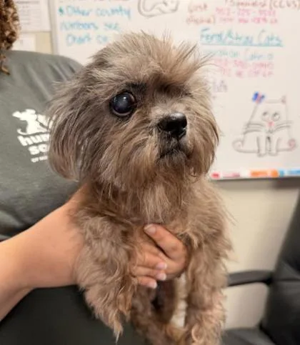 A senior small-sized female Shih Tzu dog named Squeaky for adoption in Gainesville, FL