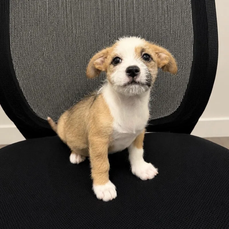 A baby medium-sized male Yellow / Tan / Blond / Fawn Mixed Breed dog named Ronaldo for adoption in Wappingers Falls, NY