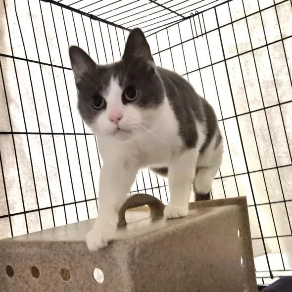 An adult medium-sized male Domestic Short Hair cat named Carlos for adoption in Hagerstown, MD