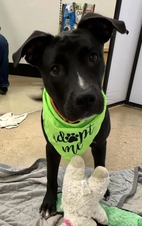 A young large-sized female Pit Bull Terrier dog named Phoebe for adoption in Austin, TX
