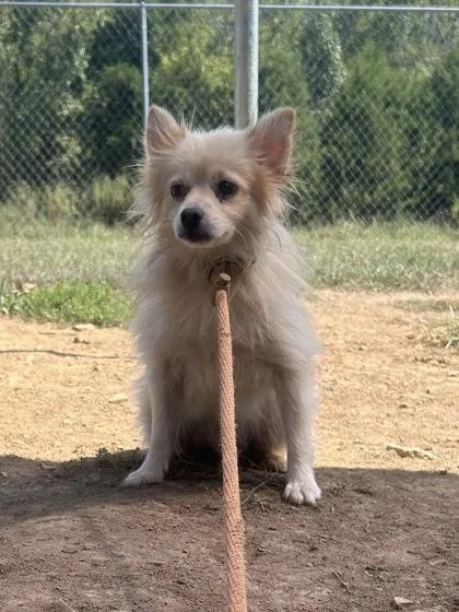 An adult small-sized male Pomeranian dog named Houdini for adoption in Yellville, AR