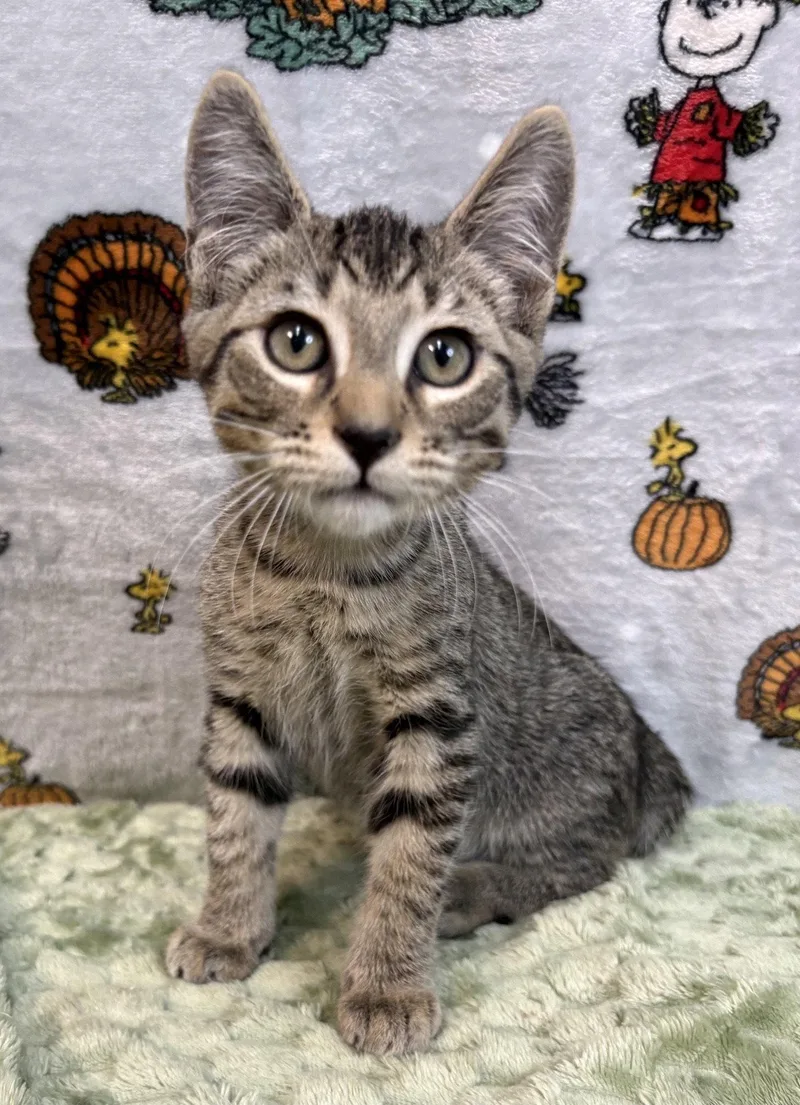 A baby medium-sized male Domestic Short Hair cat named Otis for adoption in Wetumpka, AL