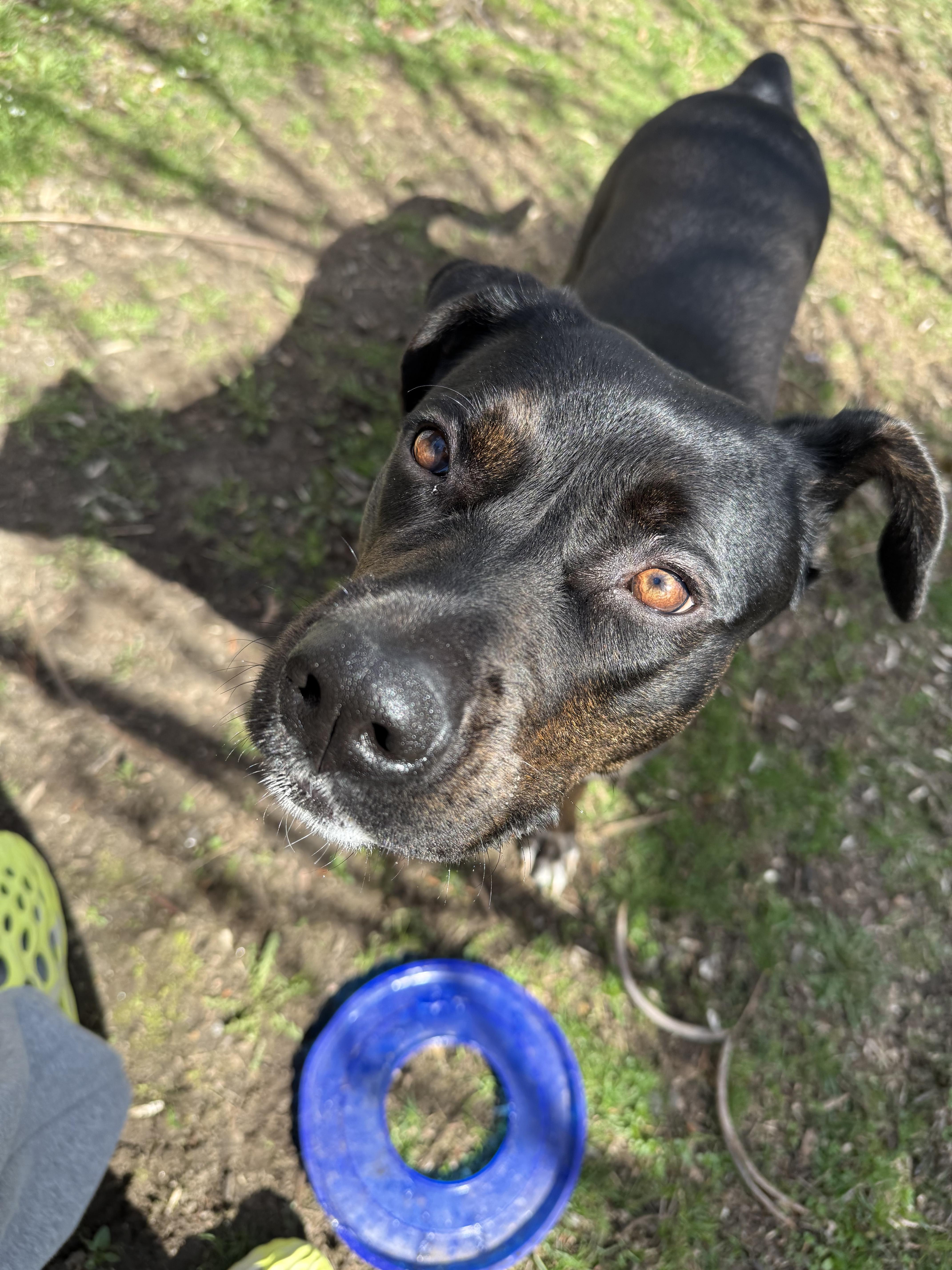 A young large-sized female Pit Bull Terrier dog named Dakota for adoption in Carmel, NY