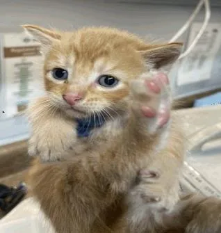 A baby small-sized male Domestic Short Hair cat named Tad for adoption in Largo, FL