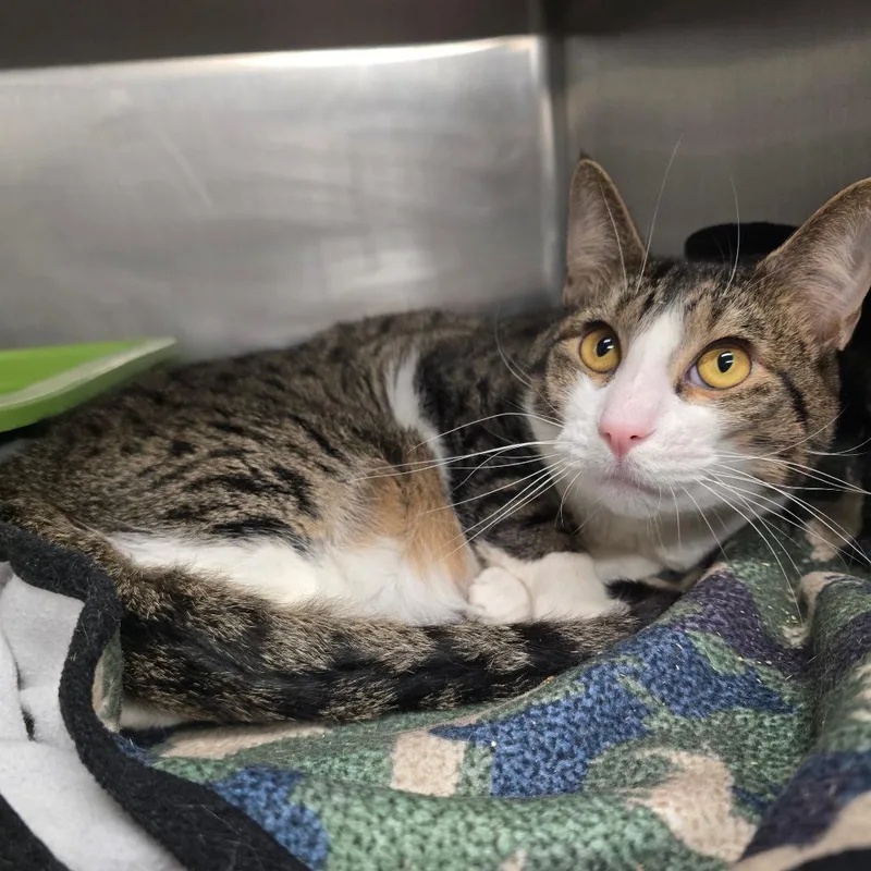 A young medium-sized male White Domestic Short Hair cat named Stu for adoption in Spokane, WA