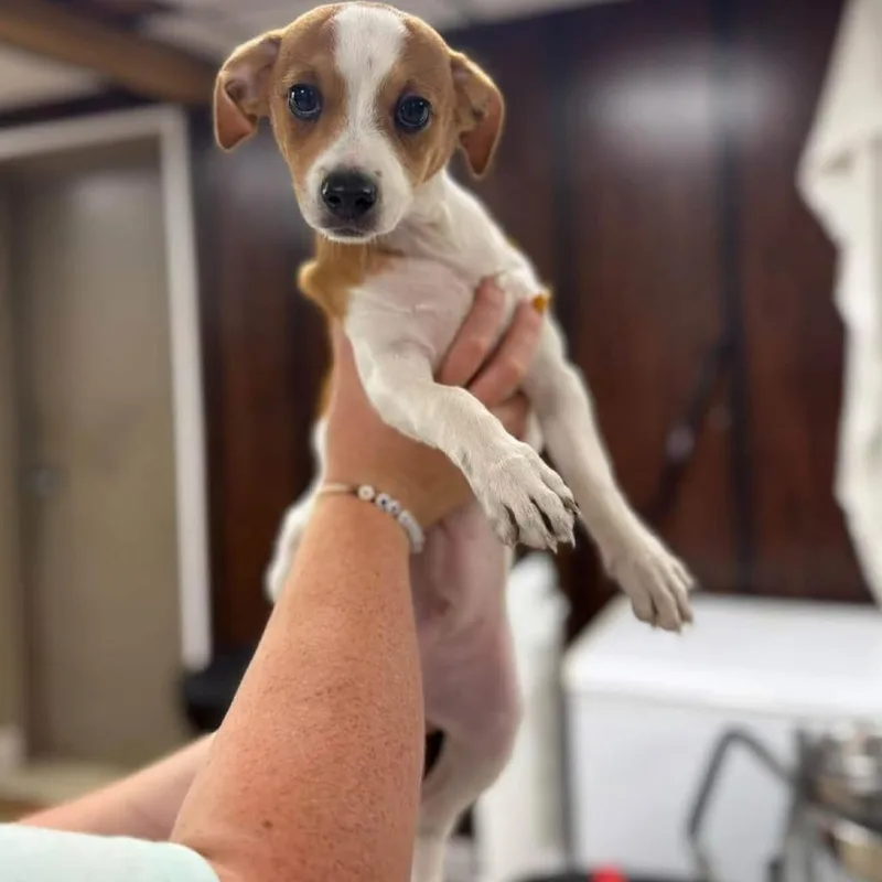 A baby small-sized male Yellow / Tan / Blond / Fawn Chihuahua dog named Alex for adoption in Alexandria, VA