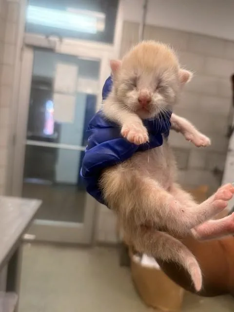 A baby small-sized male Domestic Short Hair cat named Robbie for adoption in Dallas, TX